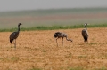 Kraanvogel 2